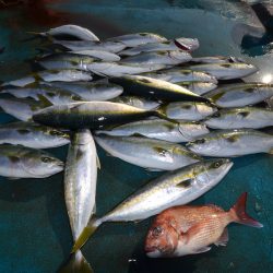 アジアマリンサービス 釣果