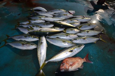 アジアマリンサービス 釣果