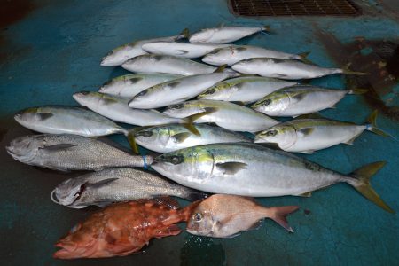 アジアマリンサービス 釣果