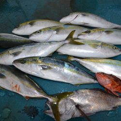 アジアマリンサービス 釣果