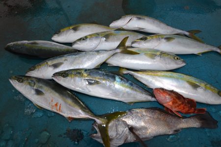 アジアマリンサービス 釣果