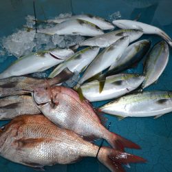 アジアマリンサービス 釣果