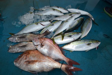 アジアマリンサービス 釣果