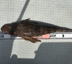 さぶろう丸 釣果