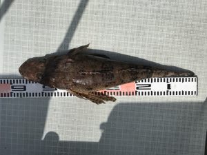 さぶろう丸 釣果