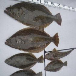 磯部釣船 直栄丸 釣果