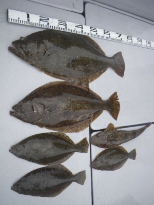 磯部釣船 直栄丸 釣果