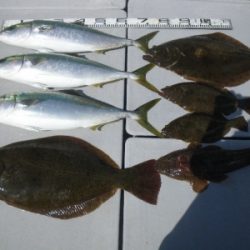 磯部釣船 直栄丸 釣果