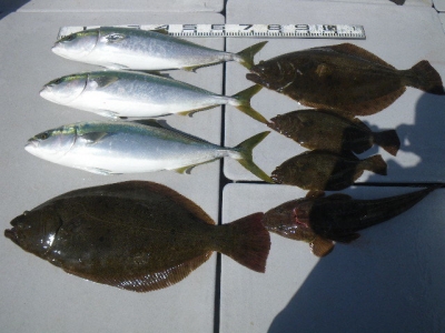 磯部釣船 直栄丸 釣果