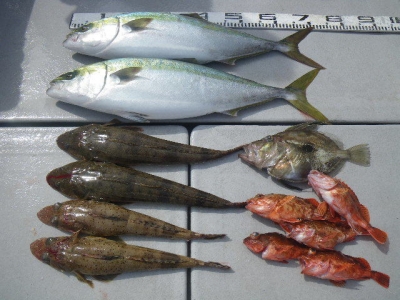 磯部釣船 直栄丸 釣果