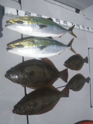 磯部釣船 直栄丸 釣果