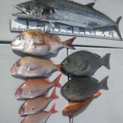 磯部釣船 直栄丸 釣果