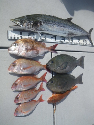 磯部釣船 直栄丸 釣果