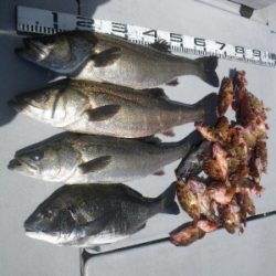 磯部釣船 直栄丸 釣果