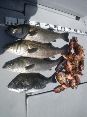 磯部釣船 直栄丸 釣果