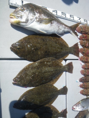 磯部釣船 直栄丸 釣果