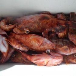 磯部釣船 直栄丸 釣果