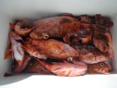 磯部釣船 直栄丸 釣果