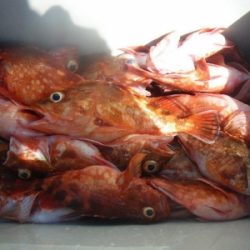 磯部釣船 直栄丸 釣果