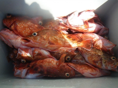 磯部釣船 直栄丸 釣果