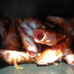 磯部釣船 直栄丸 釣果