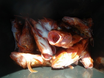 磯部釣船 直栄丸 釣果