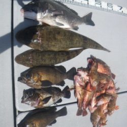 磯部釣船 直栄丸 釣果