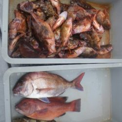 磯部釣船 直栄丸 釣果