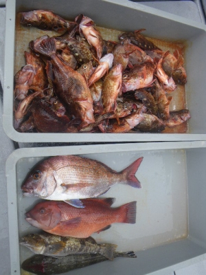 磯部釣船 直栄丸 釣果