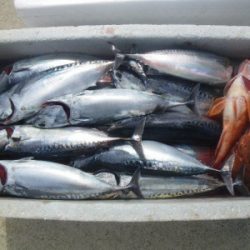 磯部釣船 直栄丸 釣果