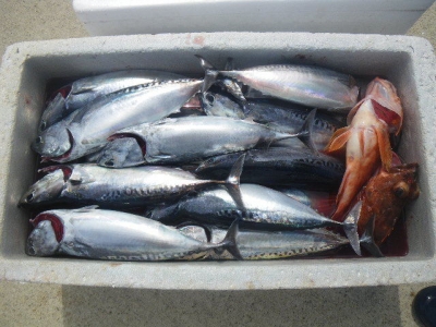 磯部釣船 直栄丸 釣果