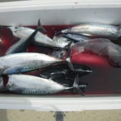 磯部釣船 直栄丸 釣果