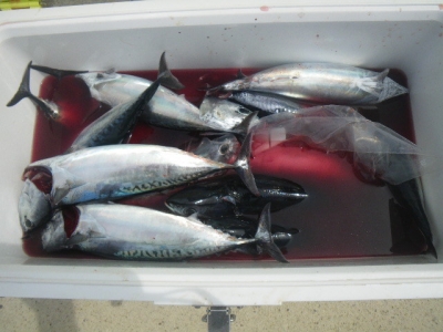 磯部釣船 直栄丸 釣果