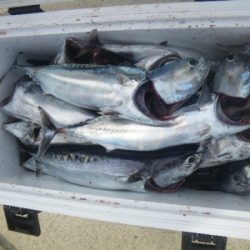 磯部釣船 直栄丸 釣果