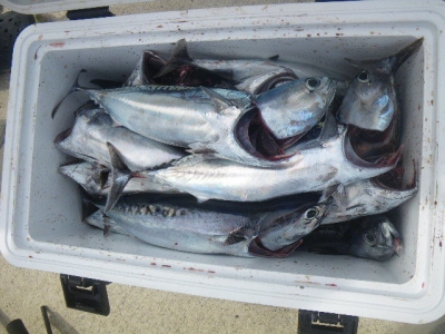 磯部釣船 直栄丸 釣果