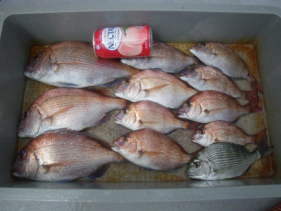 磯部釣船 直栄丸 釣果