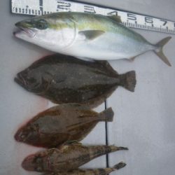 磯部釣船 直栄丸 釣果