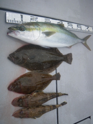 磯部釣船 直栄丸 釣果