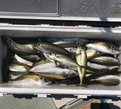 さぶろう丸 釣果