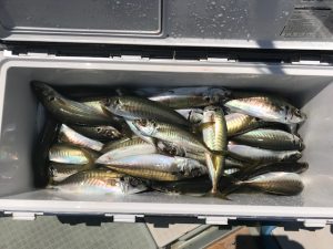 さぶろう丸 釣果