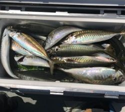 さぶろう丸 釣果