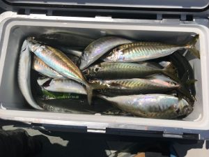 さぶろう丸 釣果