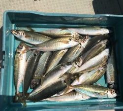 さぶろう丸 釣果