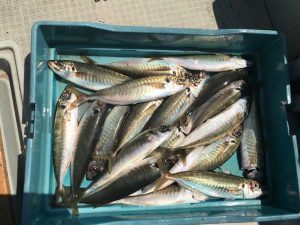 さぶろう丸 釣果