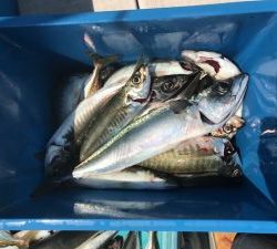 さぶろう丸 釣果