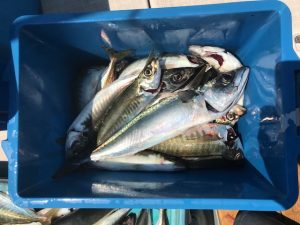 さぶろう丸 釣果