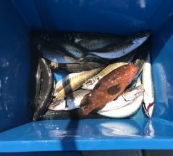 さぶろう丸 釣果