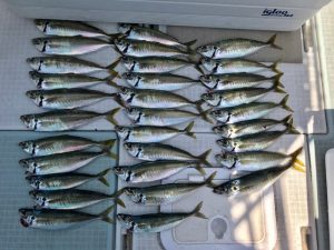 さぶろう丸 釣果