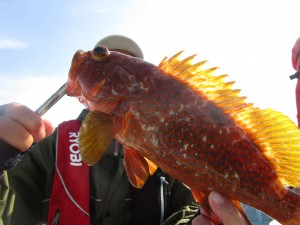 兼六丸 釣果
