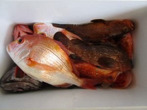兼六丸 釣果
